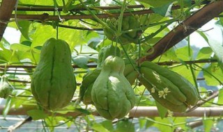 佛手瓜的种植方法 佛手瓜的种植方法介绍