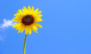 关于画画的唯美句子 描写绘画的优美句子有哪些