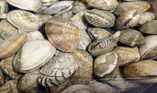 煮花甲粉怎么做 煮花甲粉的做法