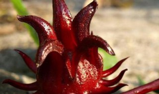 新鲜洛神花的食用方法 新鲜洛神花如何制作