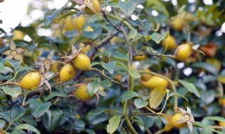 金樱子怎么吃 以下吃法你都知道吗