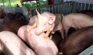 用什么方法养猪好 养猪有哪些方法