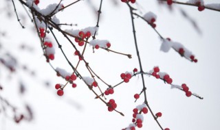 下雪暖心语录 下雪暖心语录有哪些