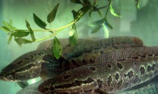 乌鱼怎么做补血 乌鱼的做法