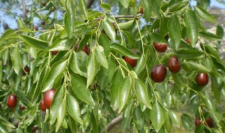 大枣虽好4种人千万别吃 哪些人不能吃大枣