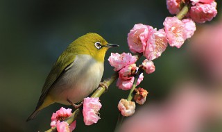 绣眼鸟冬天喂食方法 绣眼鸟冬天喂食方法介绍
