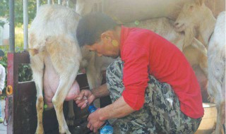 挤羊奶正确方法 挤羊奶怎么挤呢