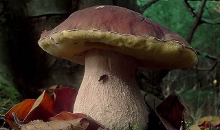 大腿蘑的制作方法 大腿蘑菇怎么做好吃