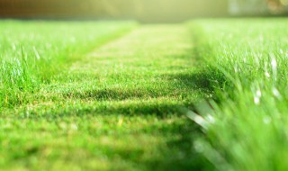 草坪正确施肥方法 追肥应该怎么追