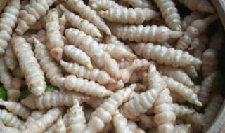 螺丝菜的腌制步骤 螺丝菜的腌制方法