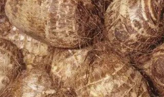 新鲜芋的保存方法 放在阴凉处鲜芋头