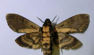 天蛾标本制作方法 具体需要怎么操作