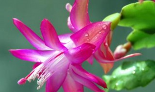 蟹爪兰插接方法 蟹爪兰如何插接