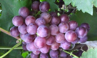怎样用葡萄做家常葡萄酒 用葡萄做家常葡萄酒的方法