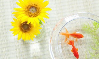 形容脸皮厚的搞笑语句 有哪些形容脸皮厚的幽默说说