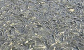 繁殖草鱼苗方法 如何育苗