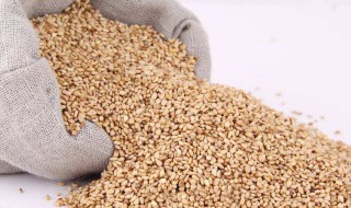 超市买的芝麻怎么洗 怎么把芝麻中的杂质清洗干净