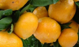 春桔嫁接方法 春桔如何嫁接