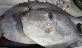 鱼怎么腌制好吃 鱼好吃的腌制方法