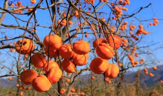 做柿子果酱方法 做柿子果酱方法简述