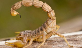 梦见蝎子是什么意思 梦见的蝎子是什么