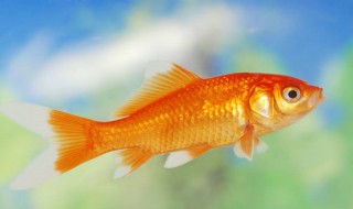 观赏鱼的心情说说 观赏鱼的心情说说列述