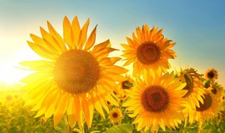 朋友圈说说11月再见 朋友圈11月再见的说说有哪些