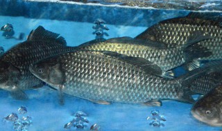 鲫鱼红烧怎么做好吃 鲫鱼红烧好吃的做法