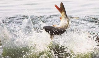 怎样炖鲤鱼不腥还好吃 炖鲤鱼不腥还好吃的方法