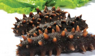 海参炒什么好吃 海参炒什么好