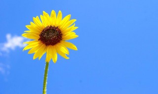 早上好一句话晨语 一句话的简单早安说说