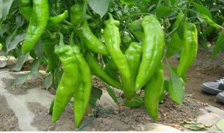 腌小辣椒怎么腌好吃 腌小辣椒好吃的方法