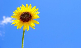 员工感谢老板的话语 员工感谢老板的话有哪些