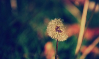 怀念亲人的句子简短 怀念亲人的句子简短有哪些