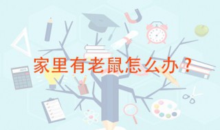 有耗子在家该怎么办 这四种方法都能奏效