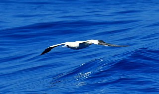 人越长大越累的说说 人越长大越累的说说有哪些