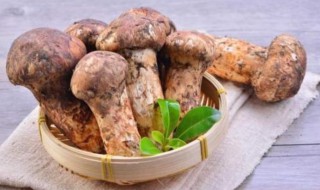 松茸食用方法 松茸怎么做好吃