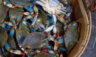 大闸蟹公的好还是母的好 大闸蟹公的好还是母的好的解析