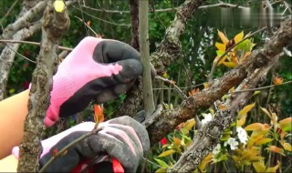 石榴树的修剪方法 需要注意什么地方呢