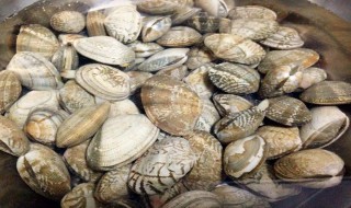 吃花蛤哪些部位不能吃 吃花蛤不能吃的部位简述