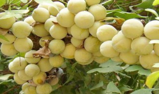 贵州有什么特产 贵州特产推荐