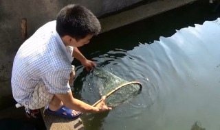 放生精美句子 怎么写出放生的美丽