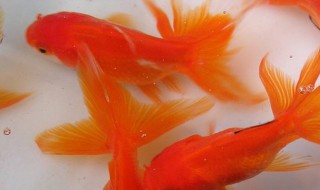 如何做红色的鱼食 红色的鱼鱼食做法介绍