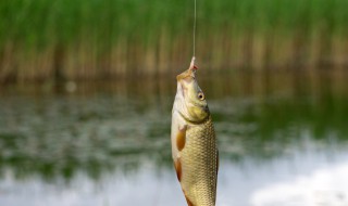 钓鲫鱼用什么最好 这五种饵料最好用