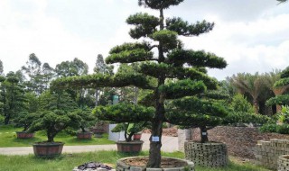 罗汉松的养殖方法和注意事项 罗汉松的养殖方法和注意事项介绍