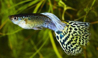 孔雀鱼多久繁殖一次 孔雀鱼多长时间生一次小鱼