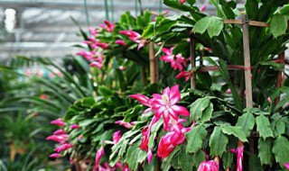 螃蟹爪花的养殖方法 螃蟹爪花的养殖方法简述