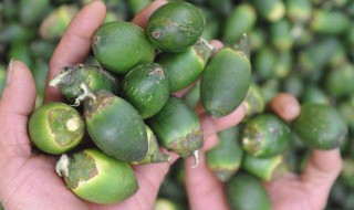 槟榔不能和什么一起吃 槟榔与什么同吃会有害