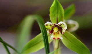 寒兰的养殖方法 寒兰怎么养殖