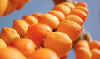 柿子饼的制作方法 柿子饼的制作方法分享